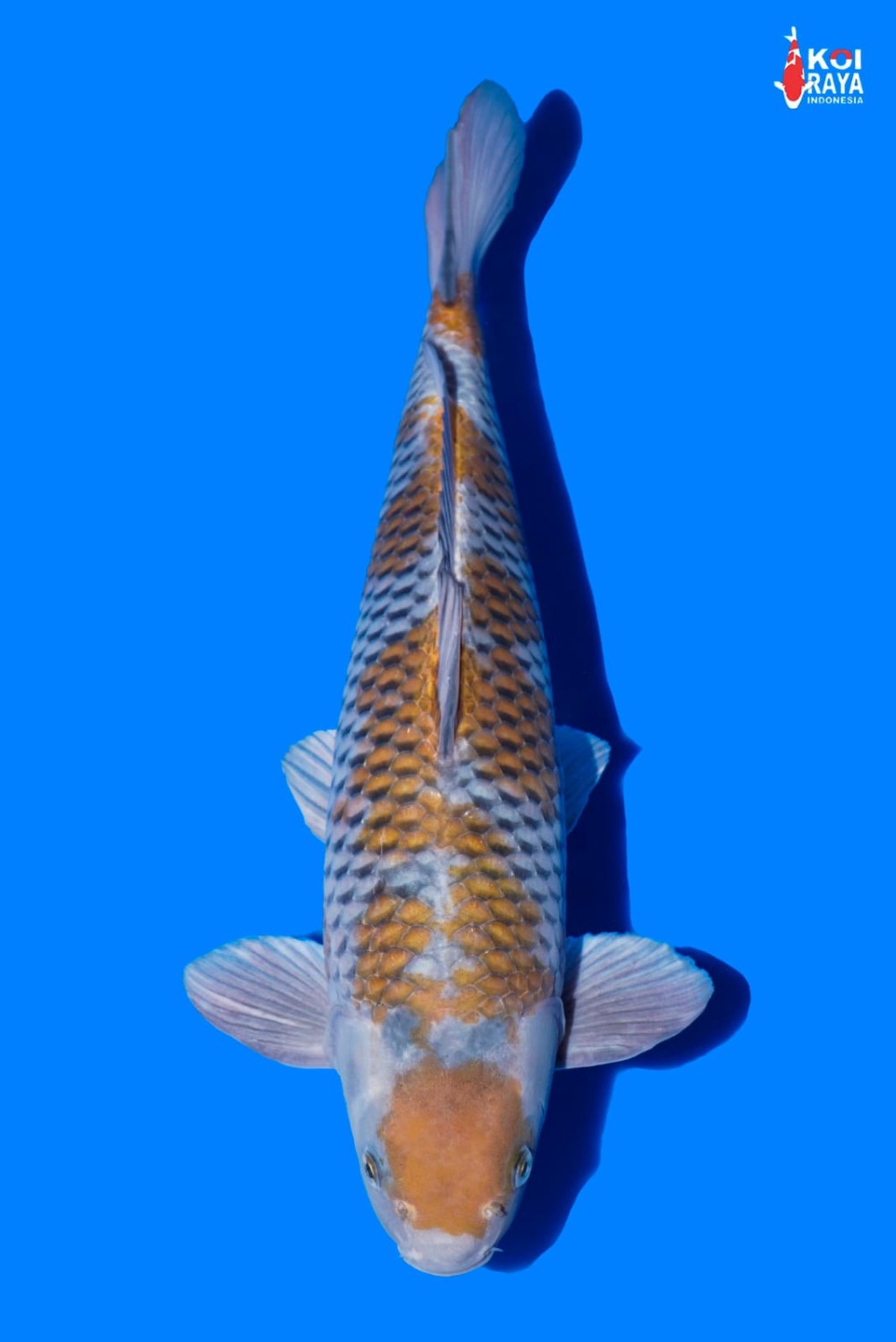 Juara 3