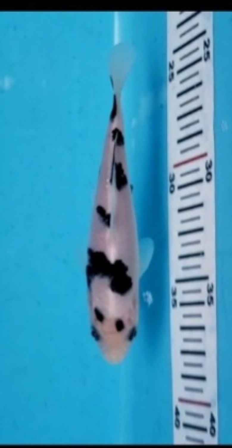 Best In Size D 21-25 Cm
