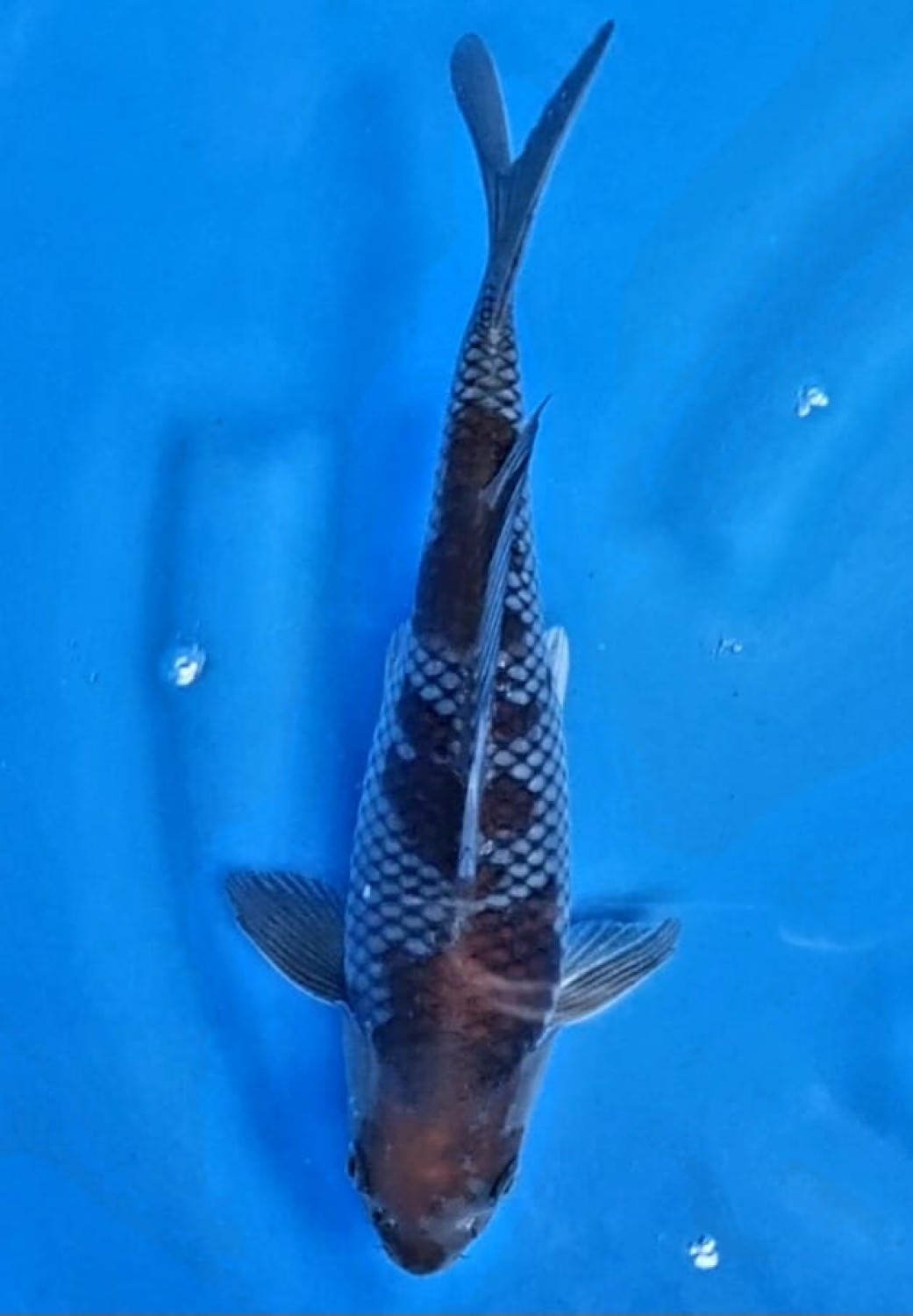 Juara 1