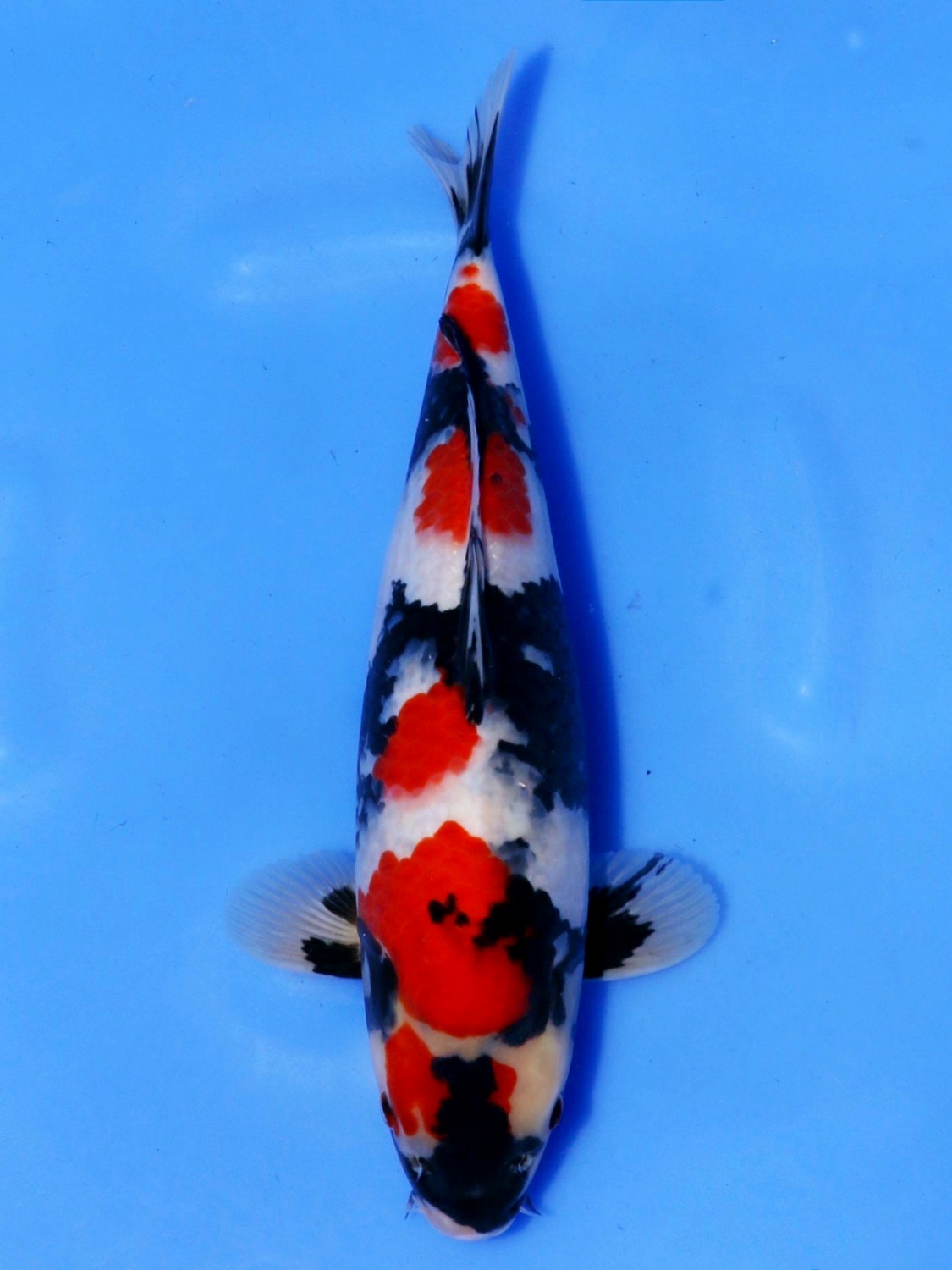 Juara 1