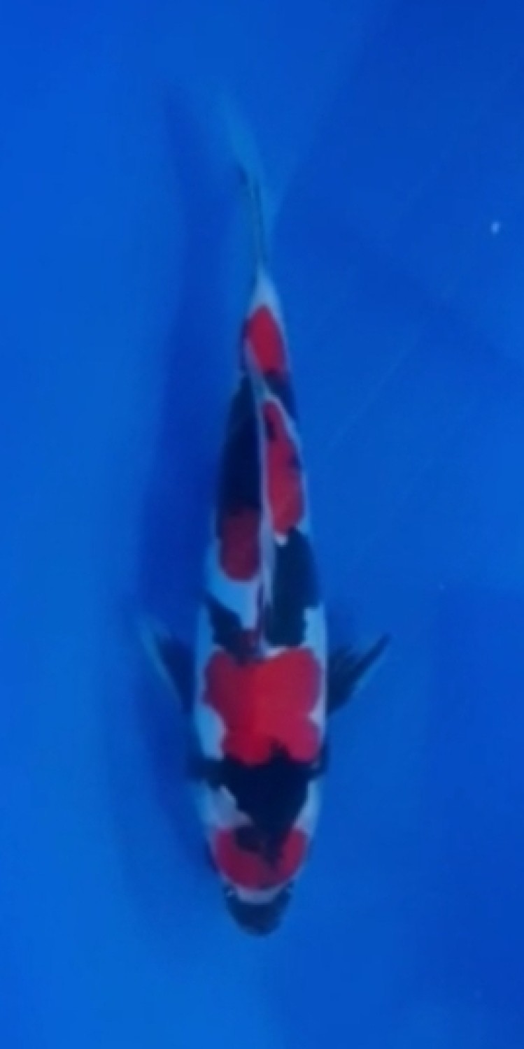 Juara 4