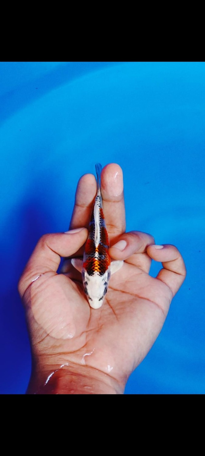 Juara 2