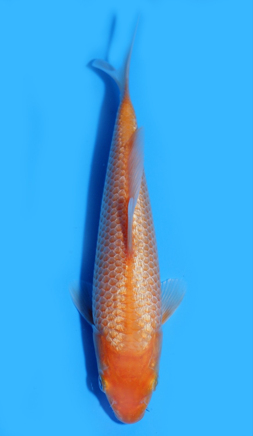Juara 5