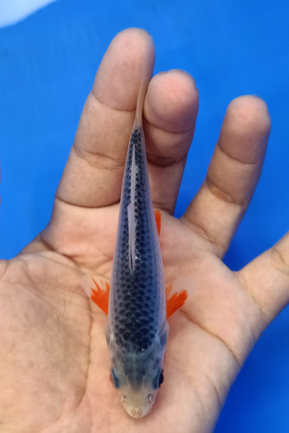 Juara 1