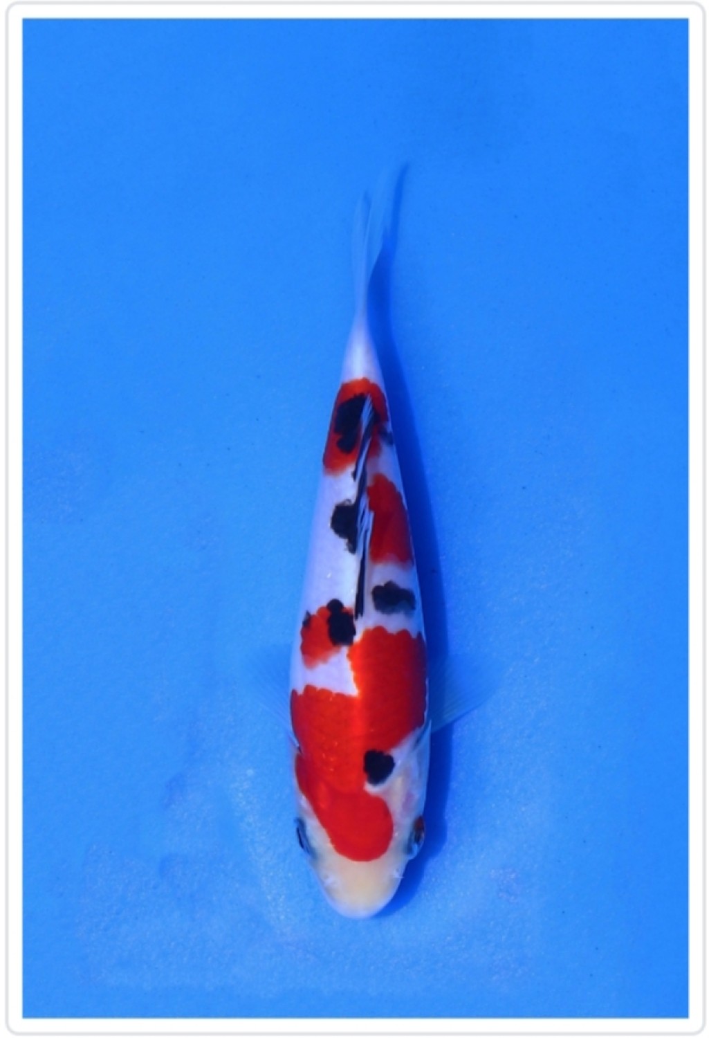 Best In Size A 13-15 Cm