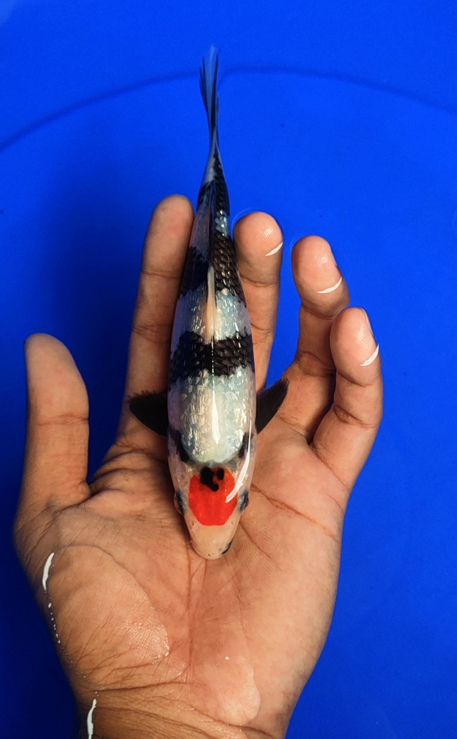 Best In Size C 16-20 Cm