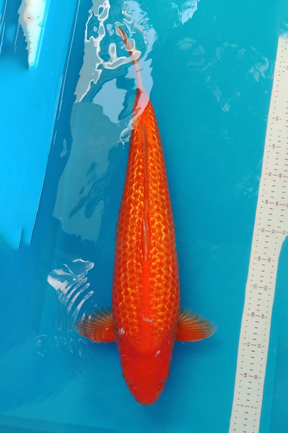 Best In Size E 56-60 Cm