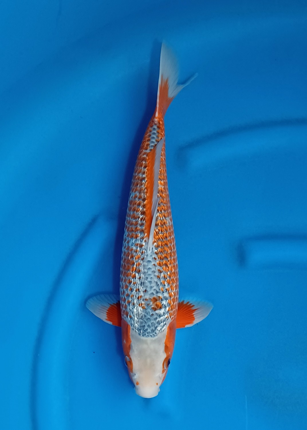 Juara 4