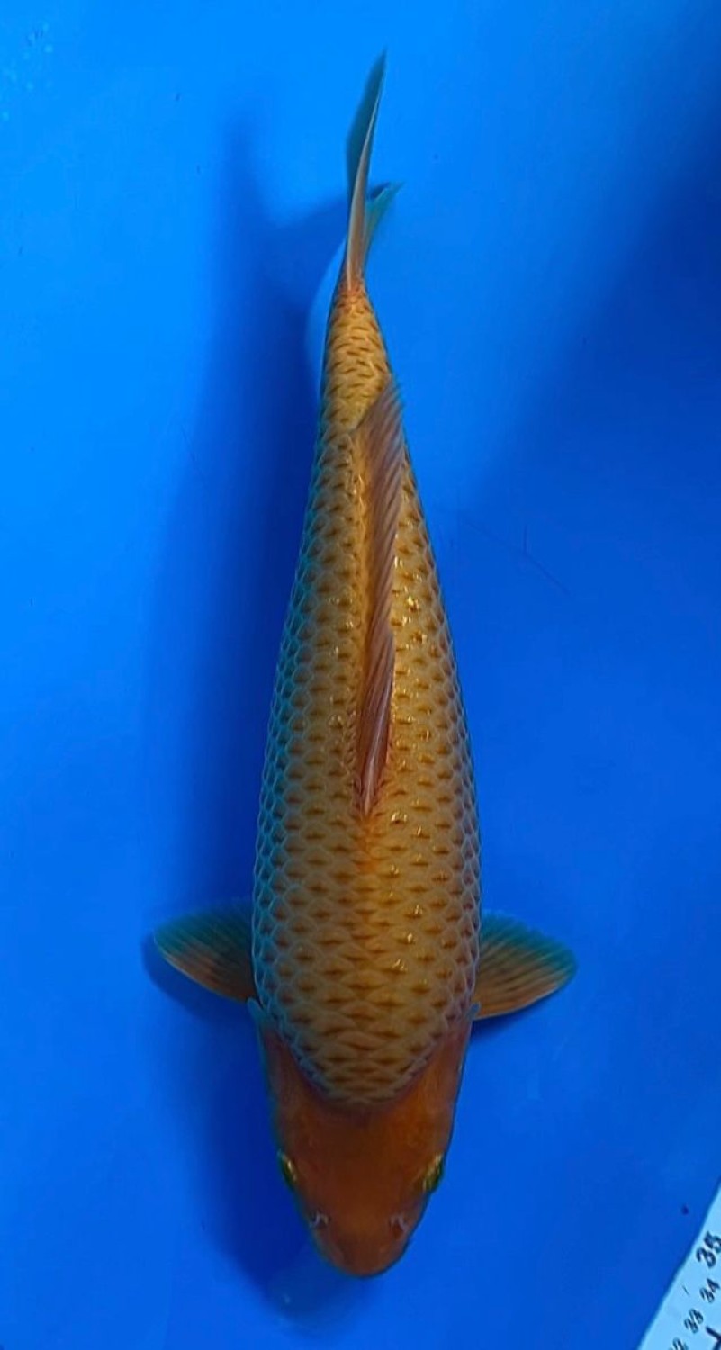 Juara 1