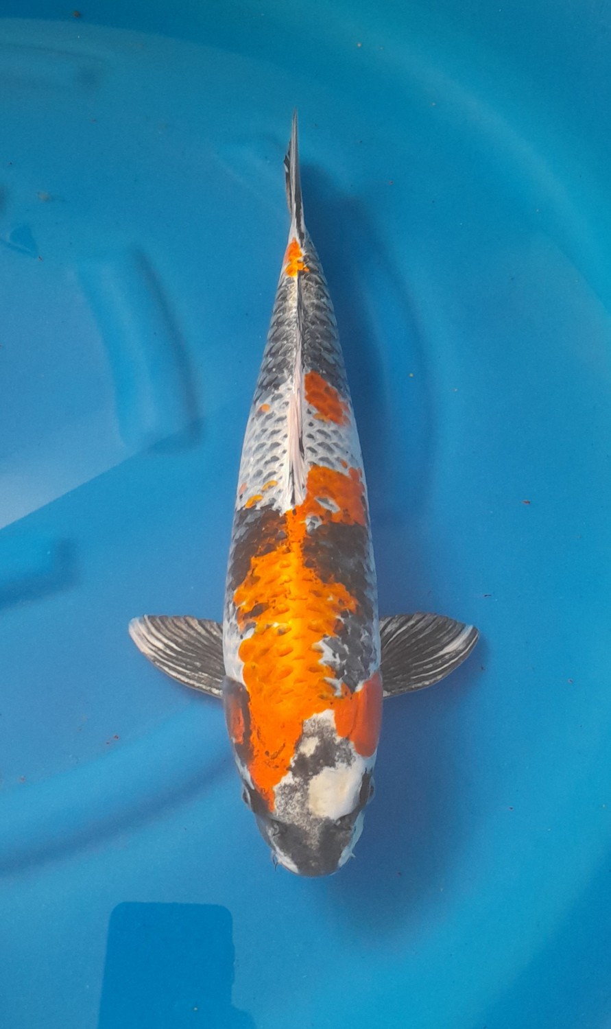 Juara 1