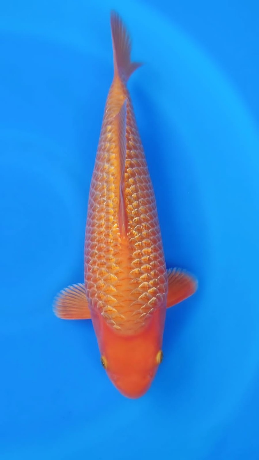 Juara 2