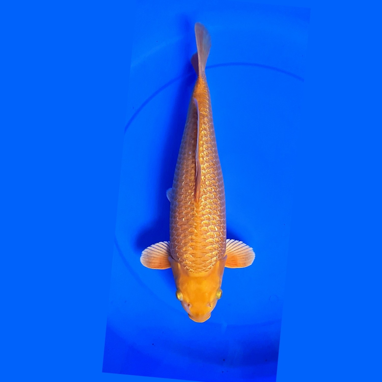 Juara 1