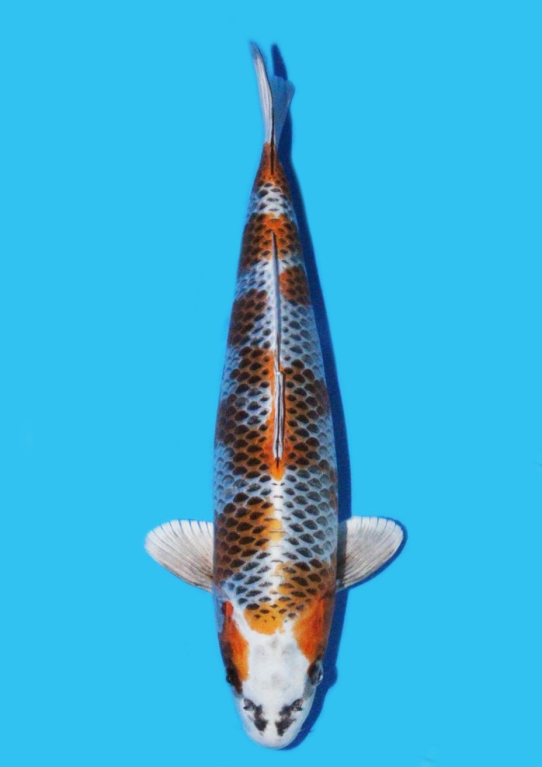 Juara 1