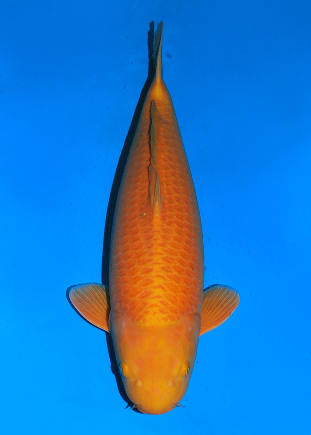Juara 1