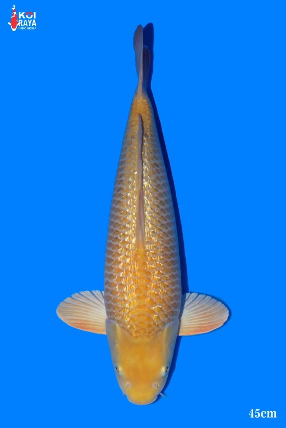 Juara 5