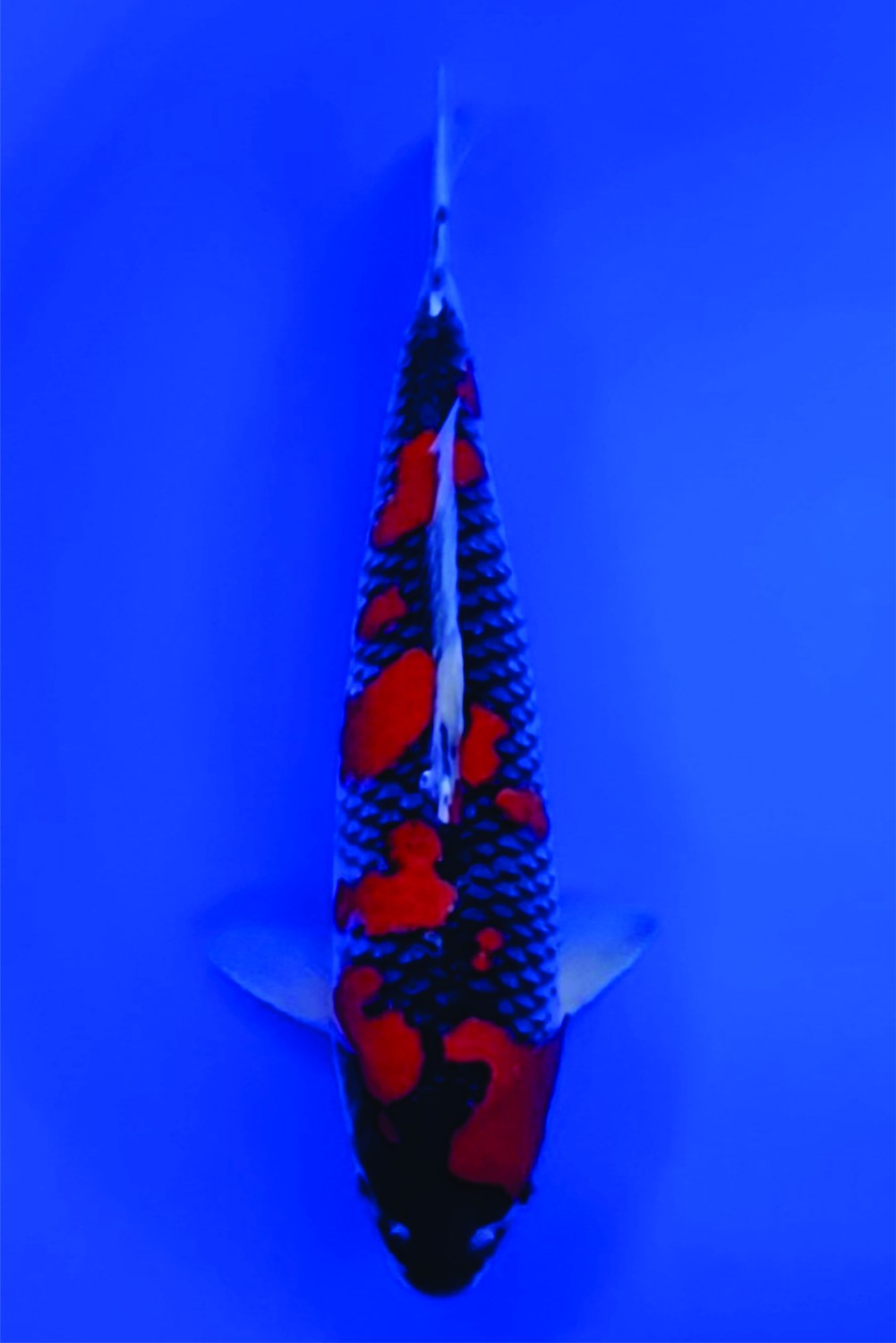 Juara 1