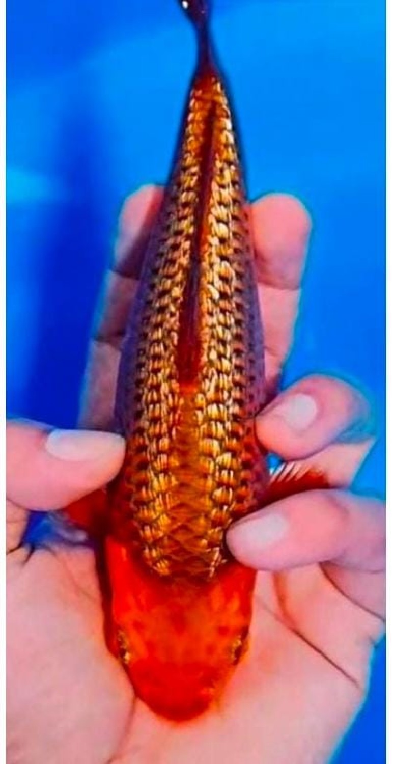 Juara 1