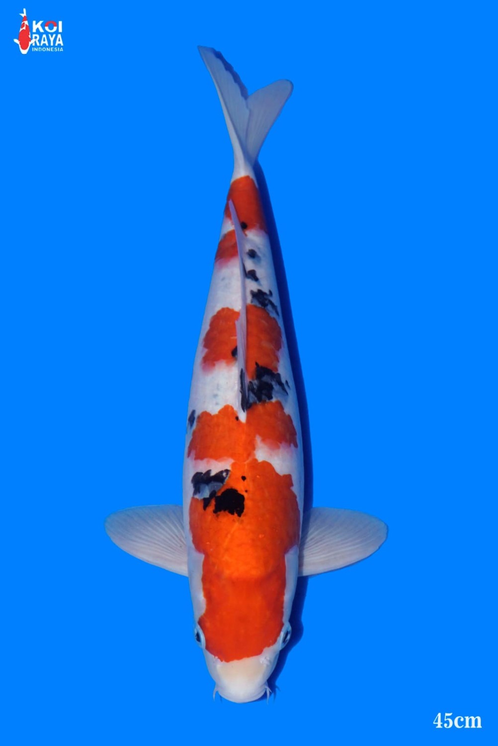 Juara 3