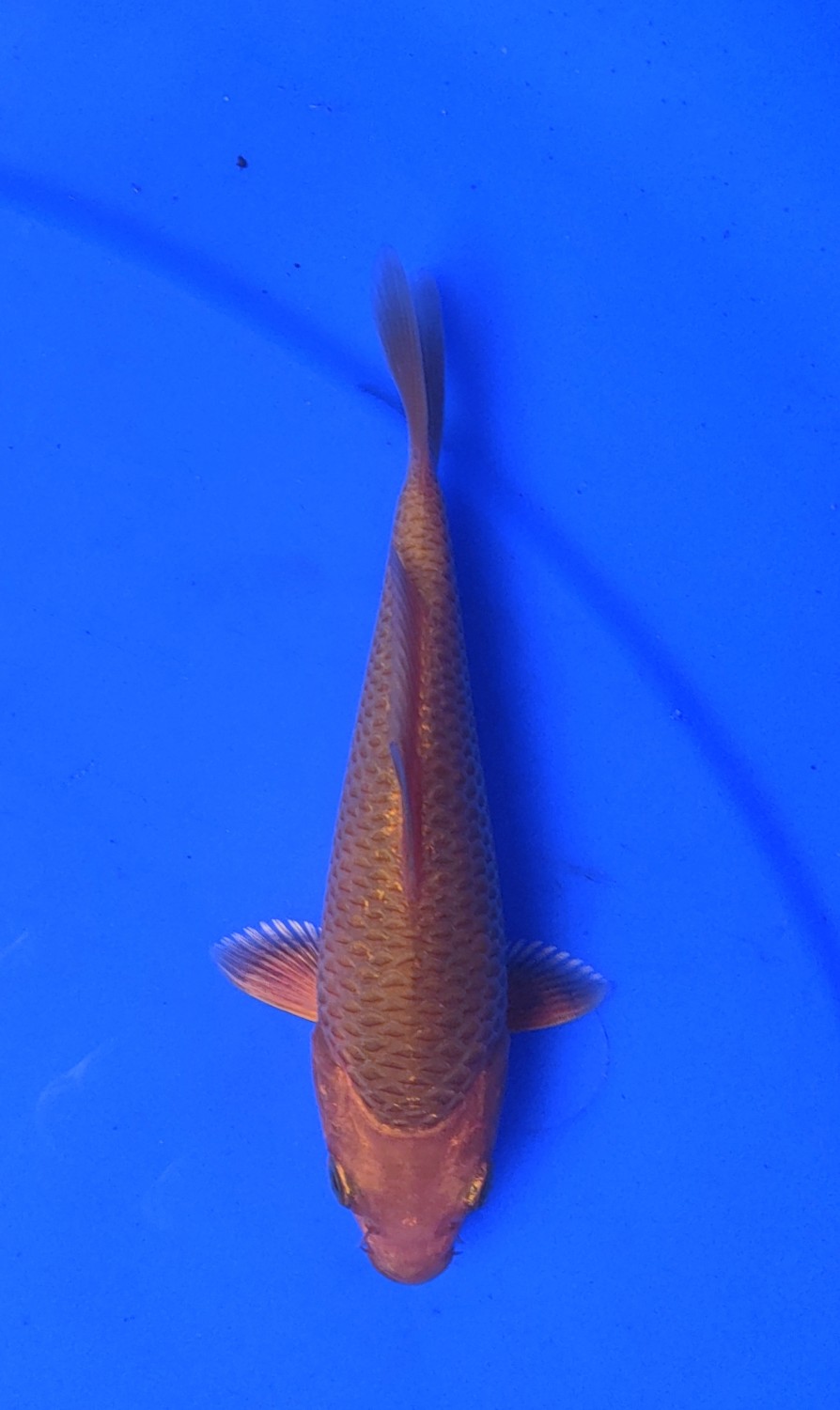 Juara 1