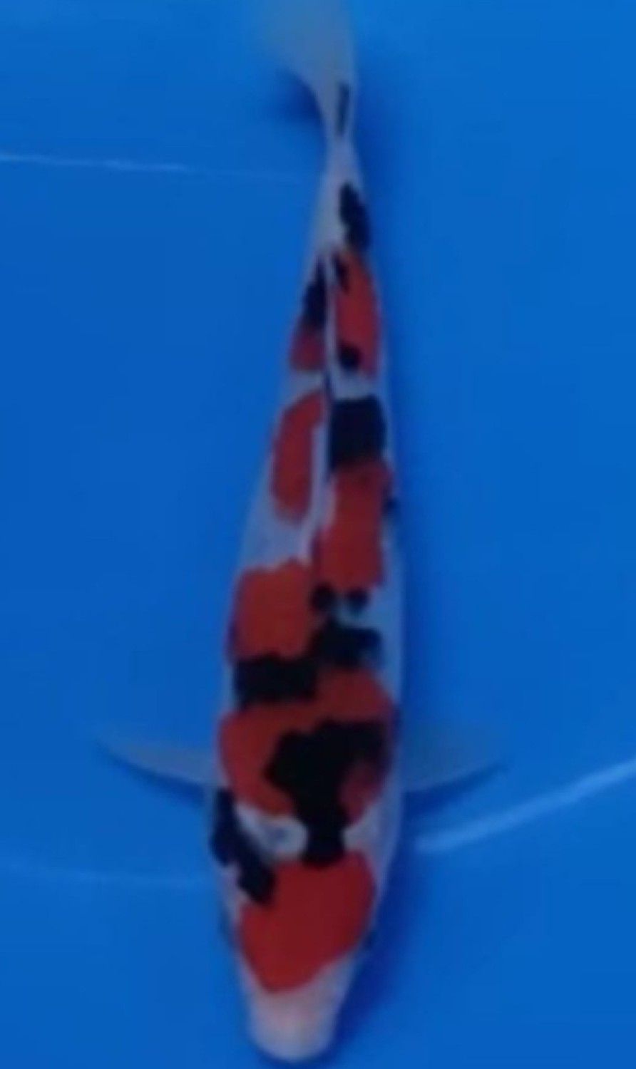 Juara 2