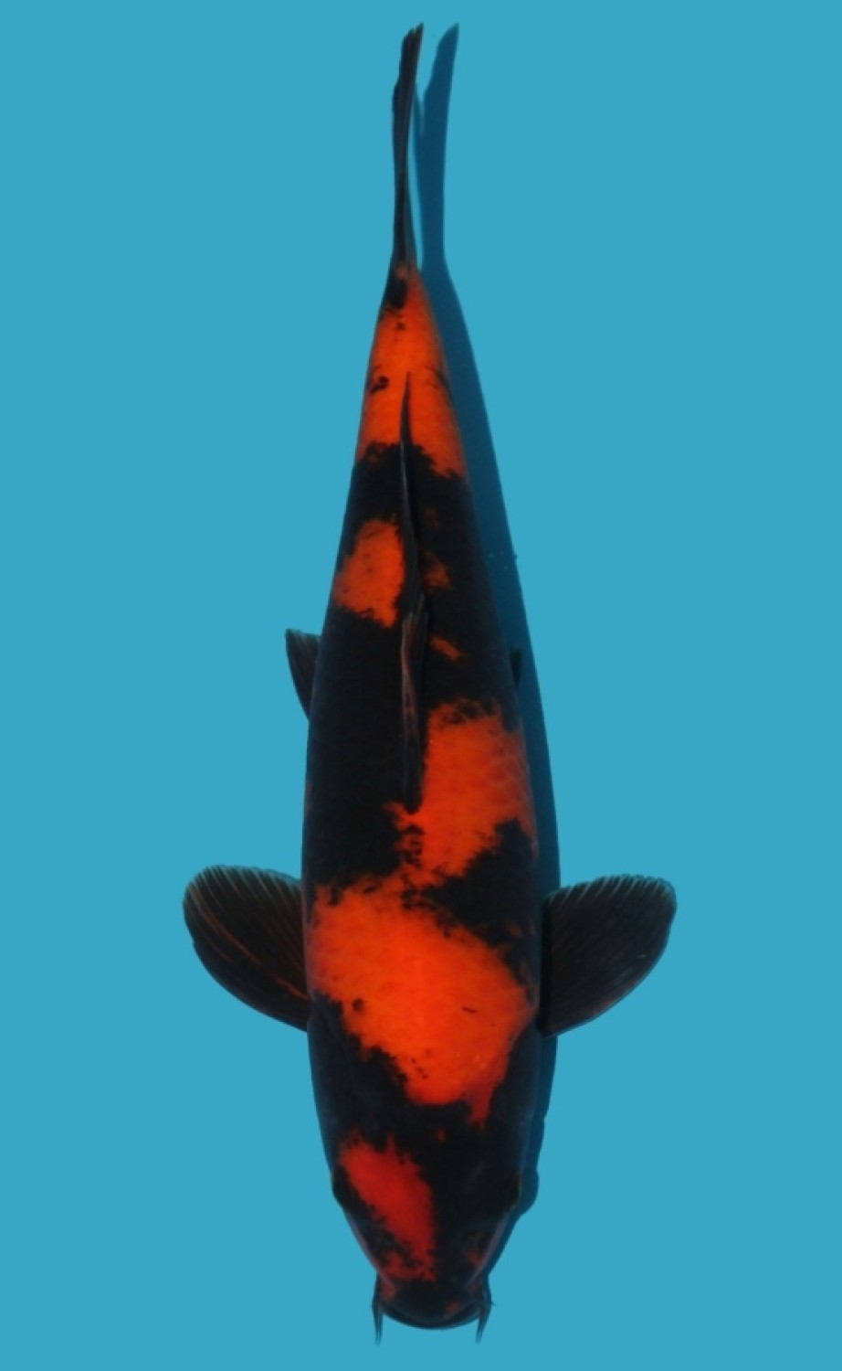 Juara 2