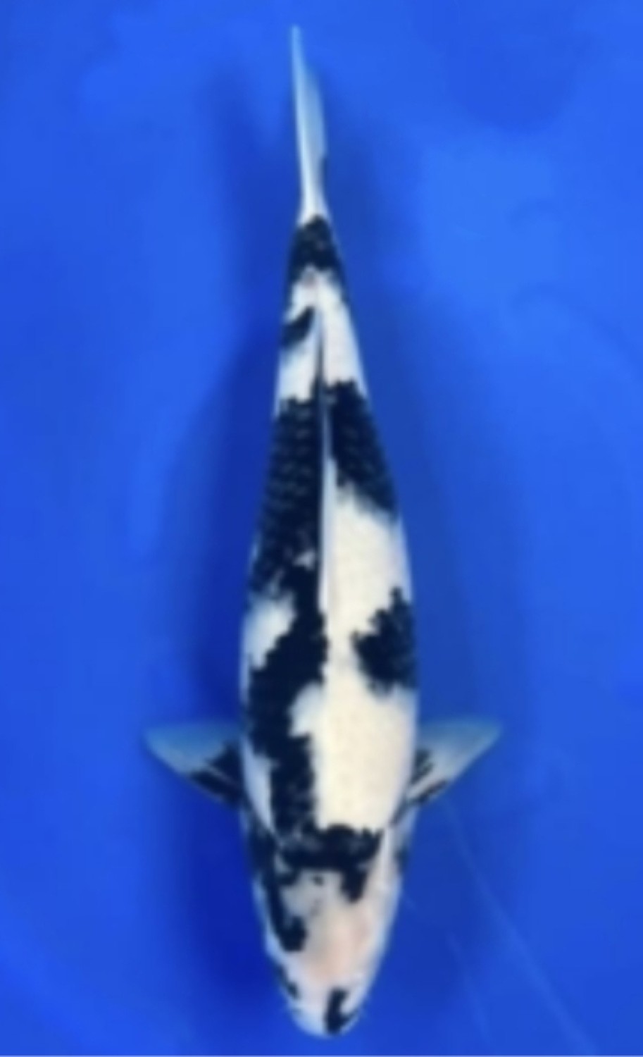 Juara 1
