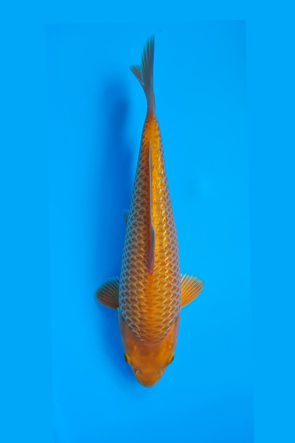Juara 1