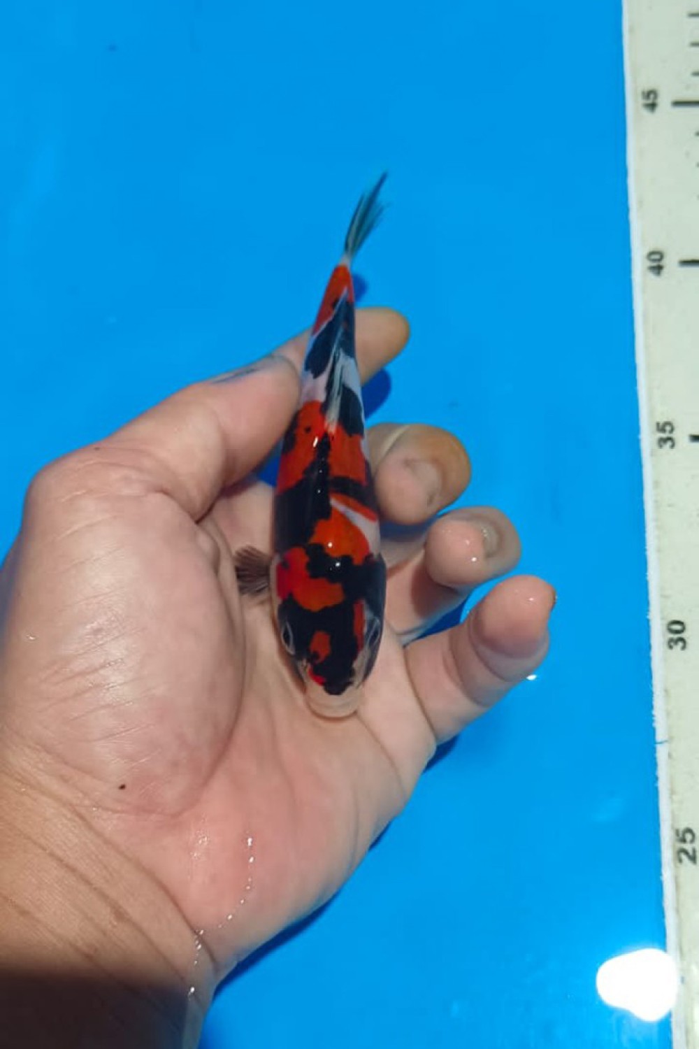 Juara 5