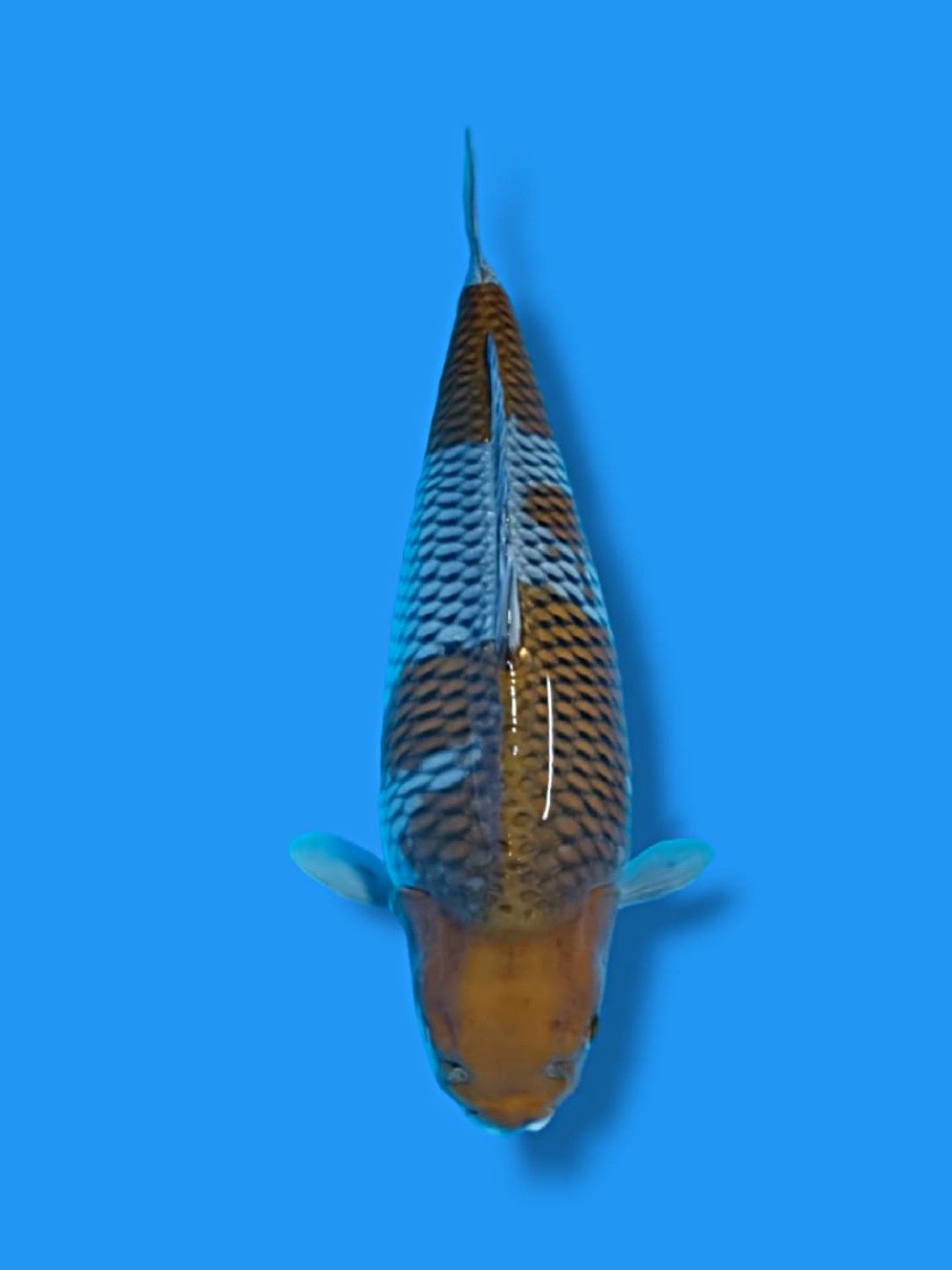 Juara 2