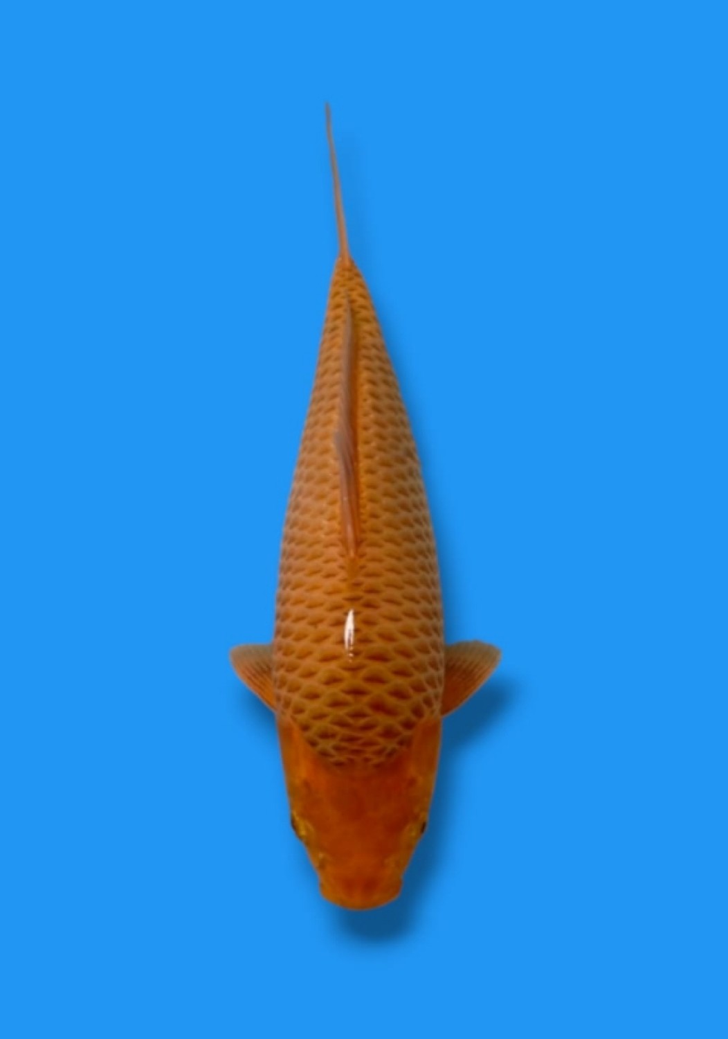 Juara 5