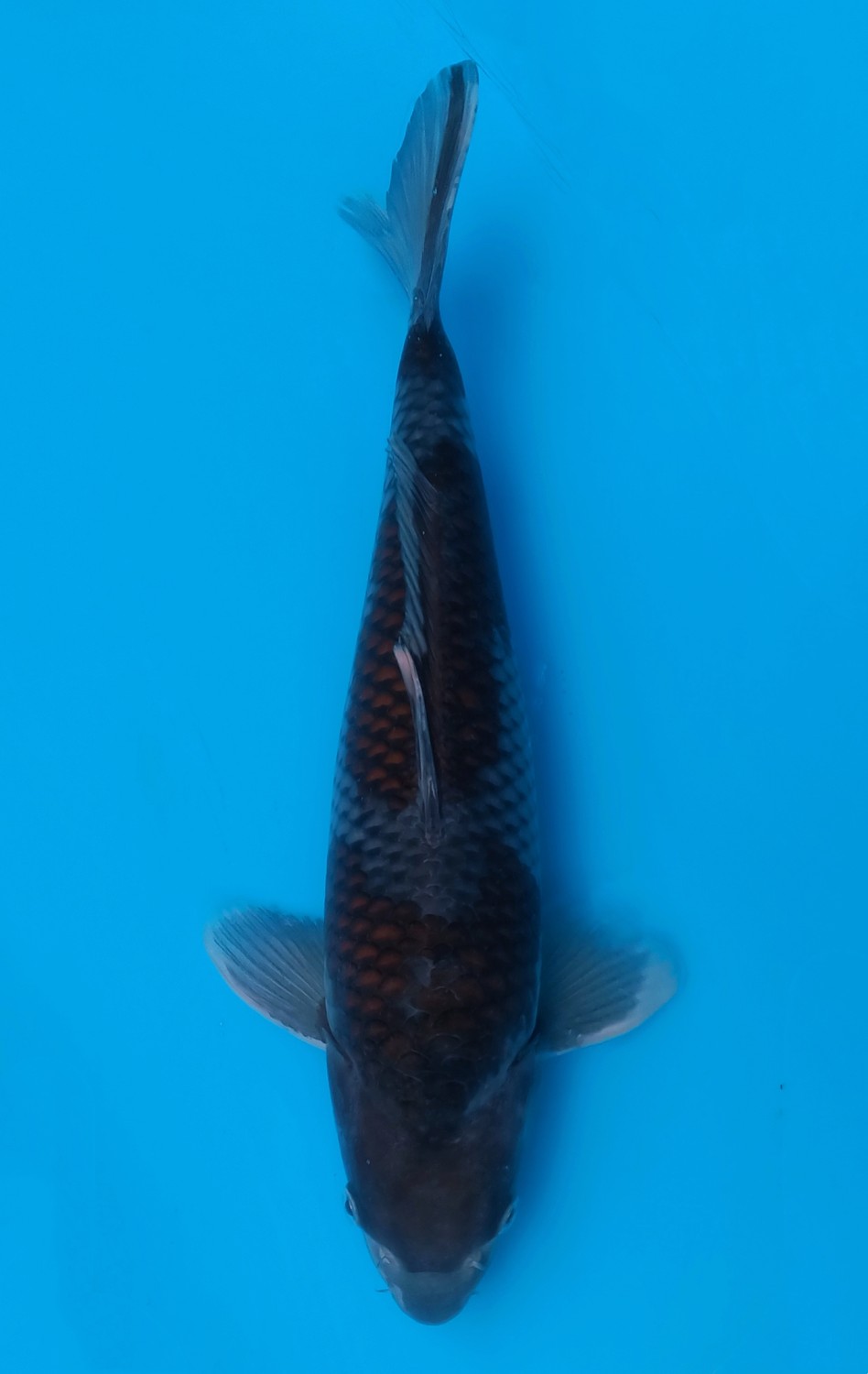 Juara 1