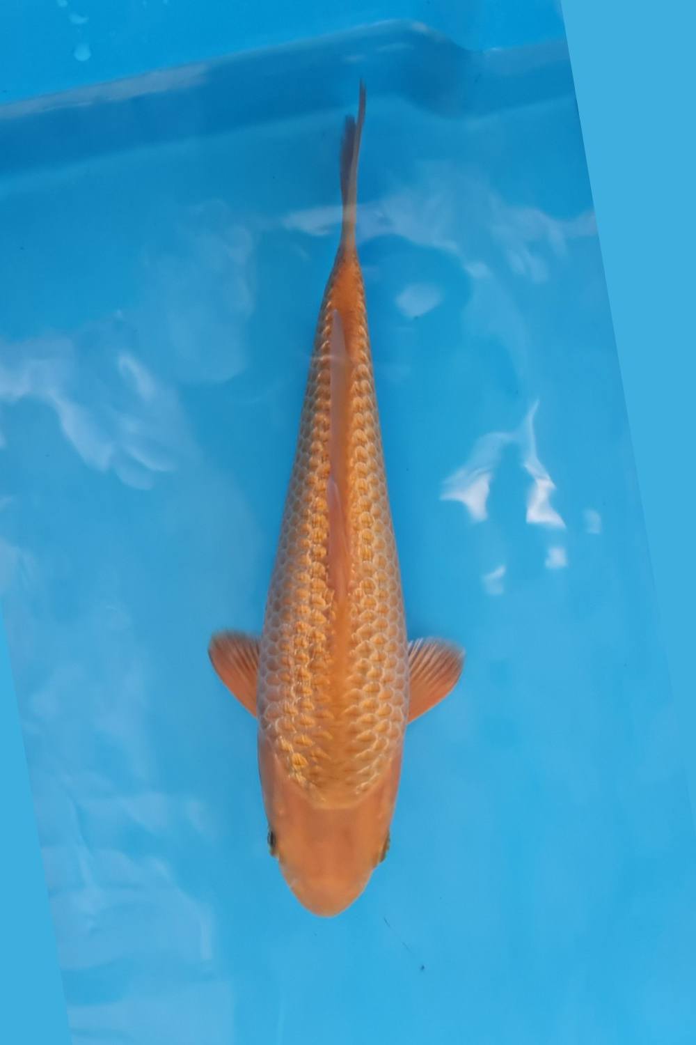 Juara 1