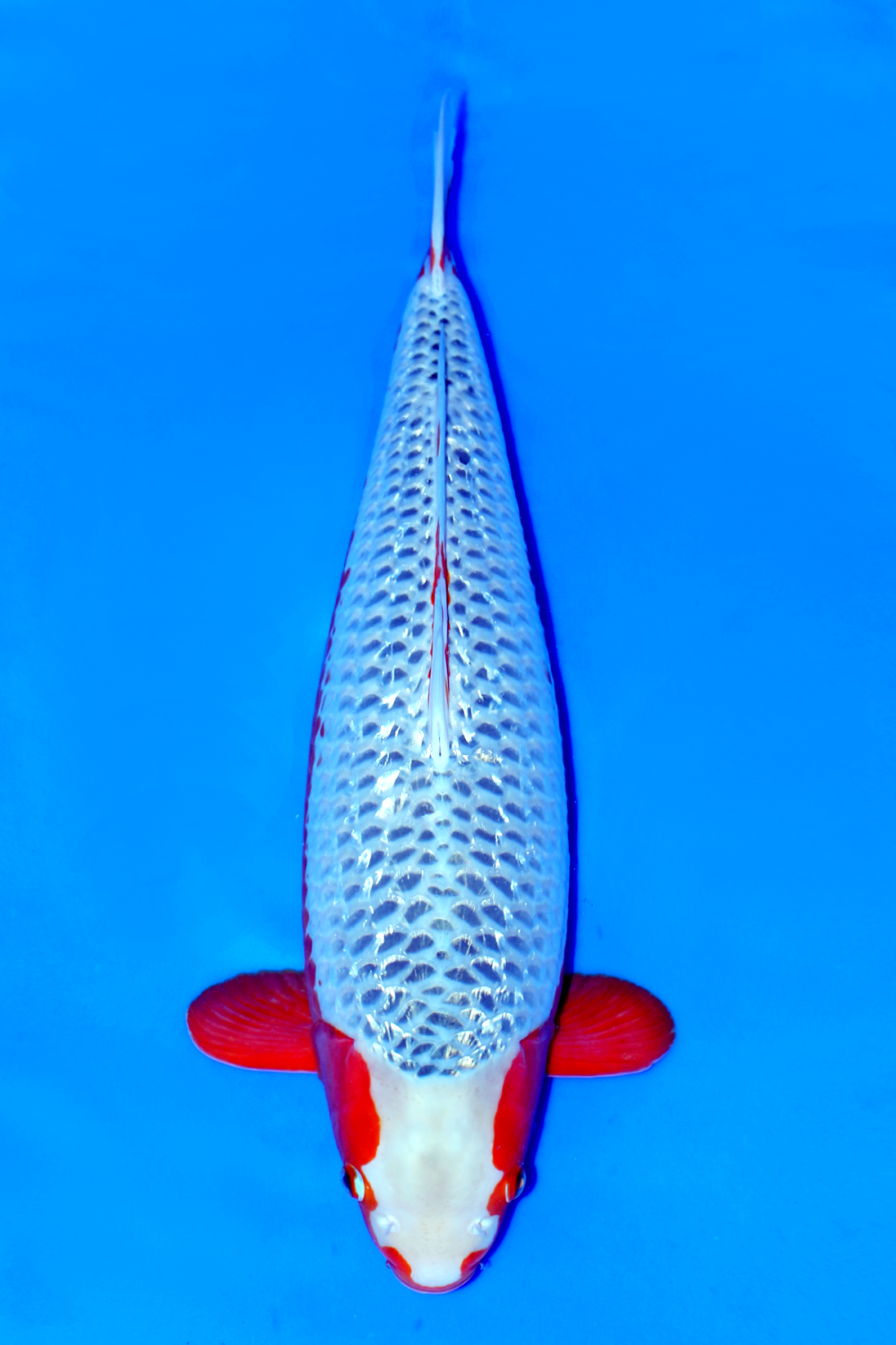 Juara 1