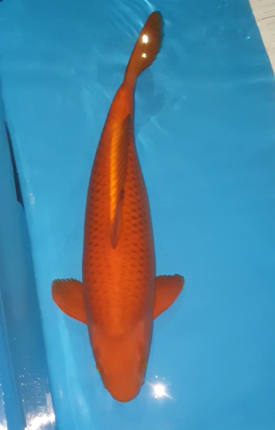 Juara 1