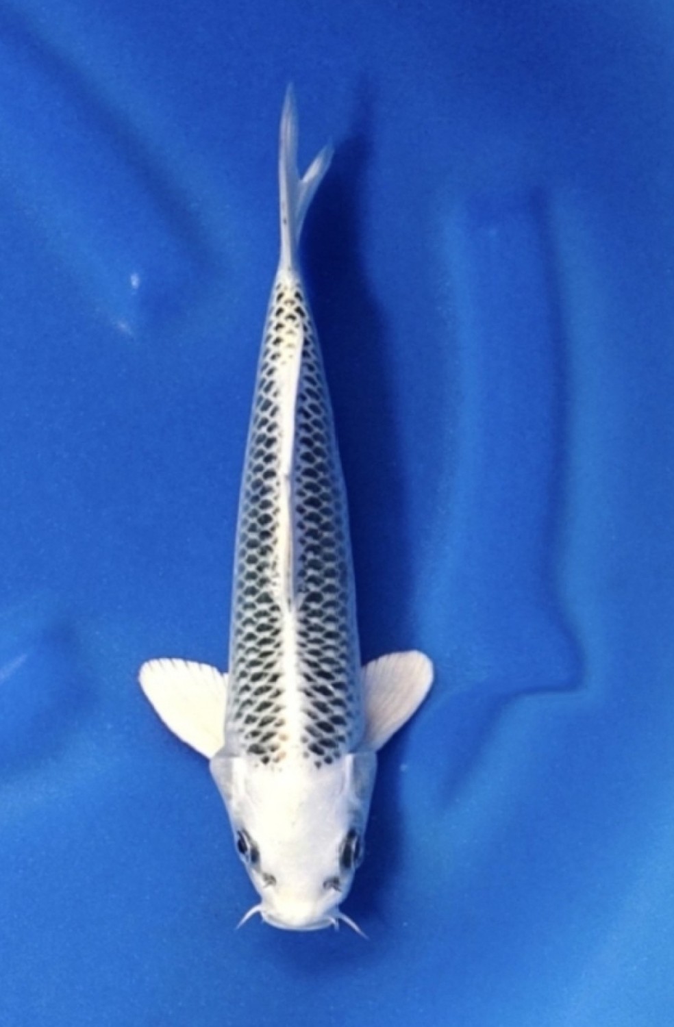 Juara 2