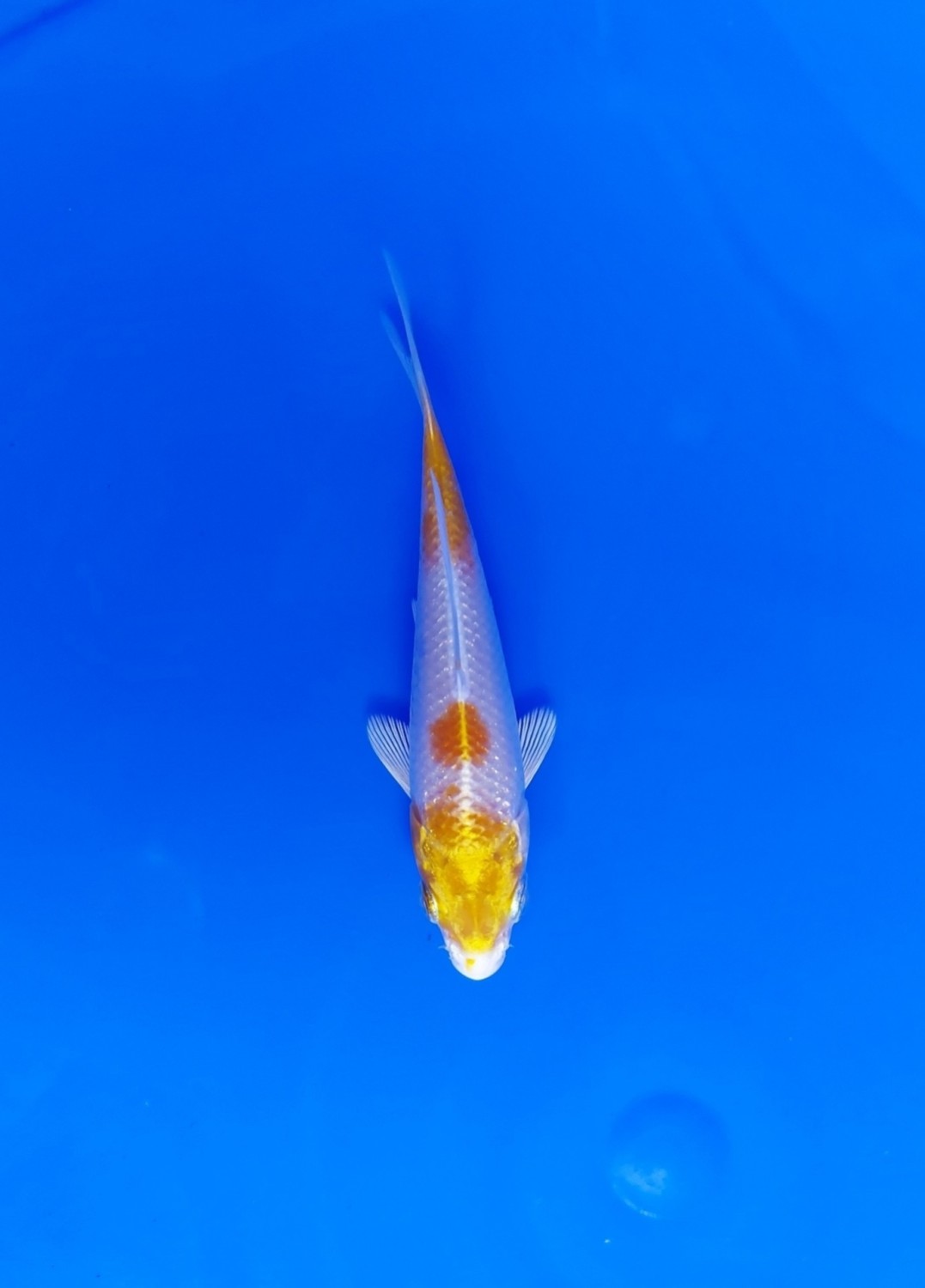 Juara 2