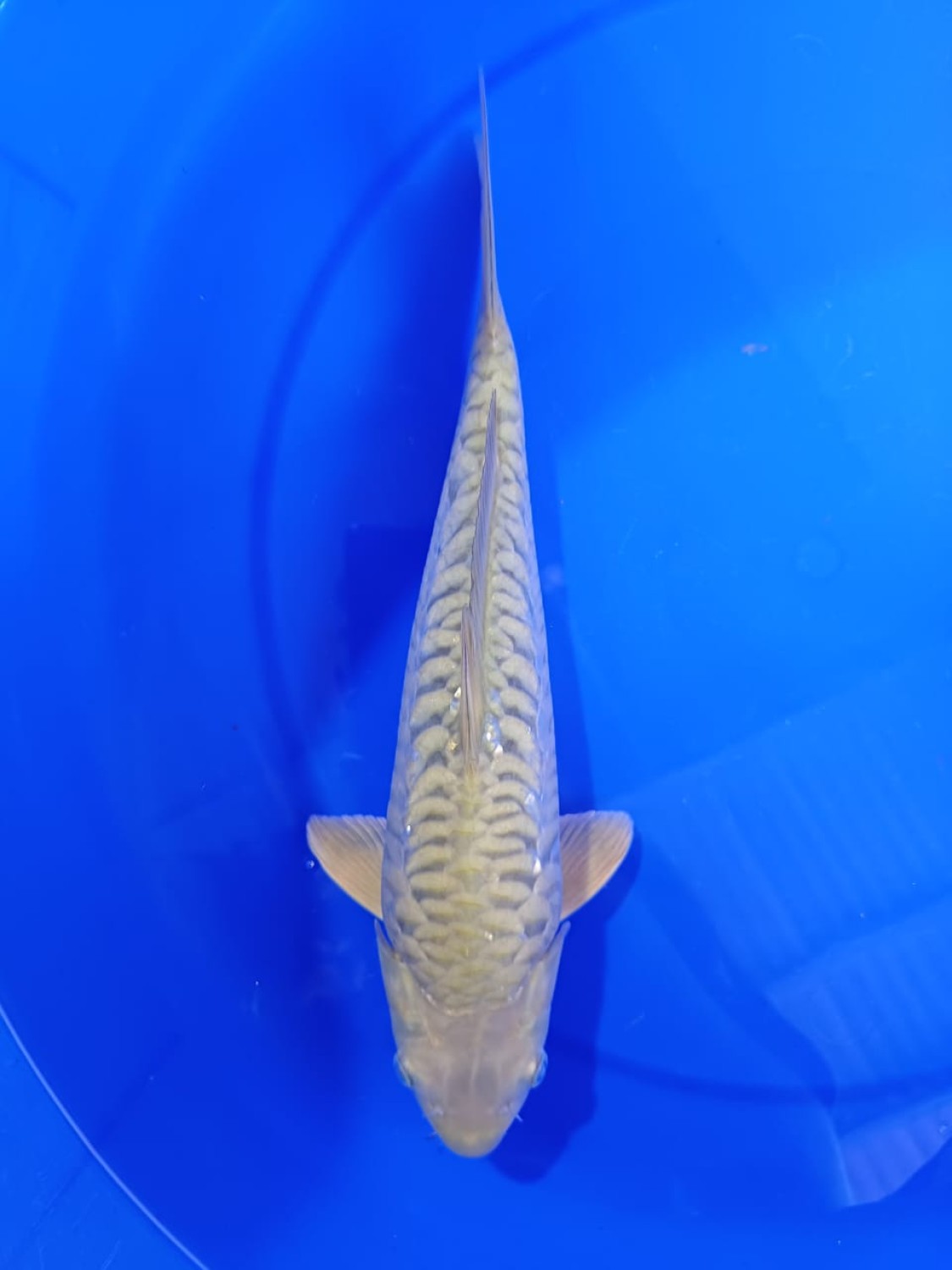 Best In Size F 26 - 30 cm