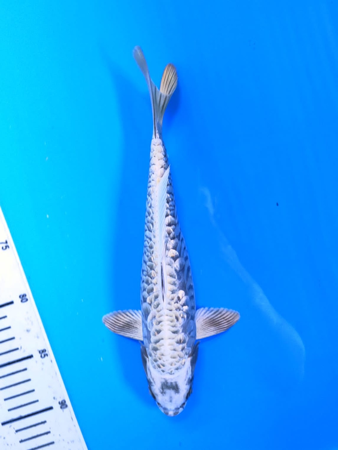 Juara 1