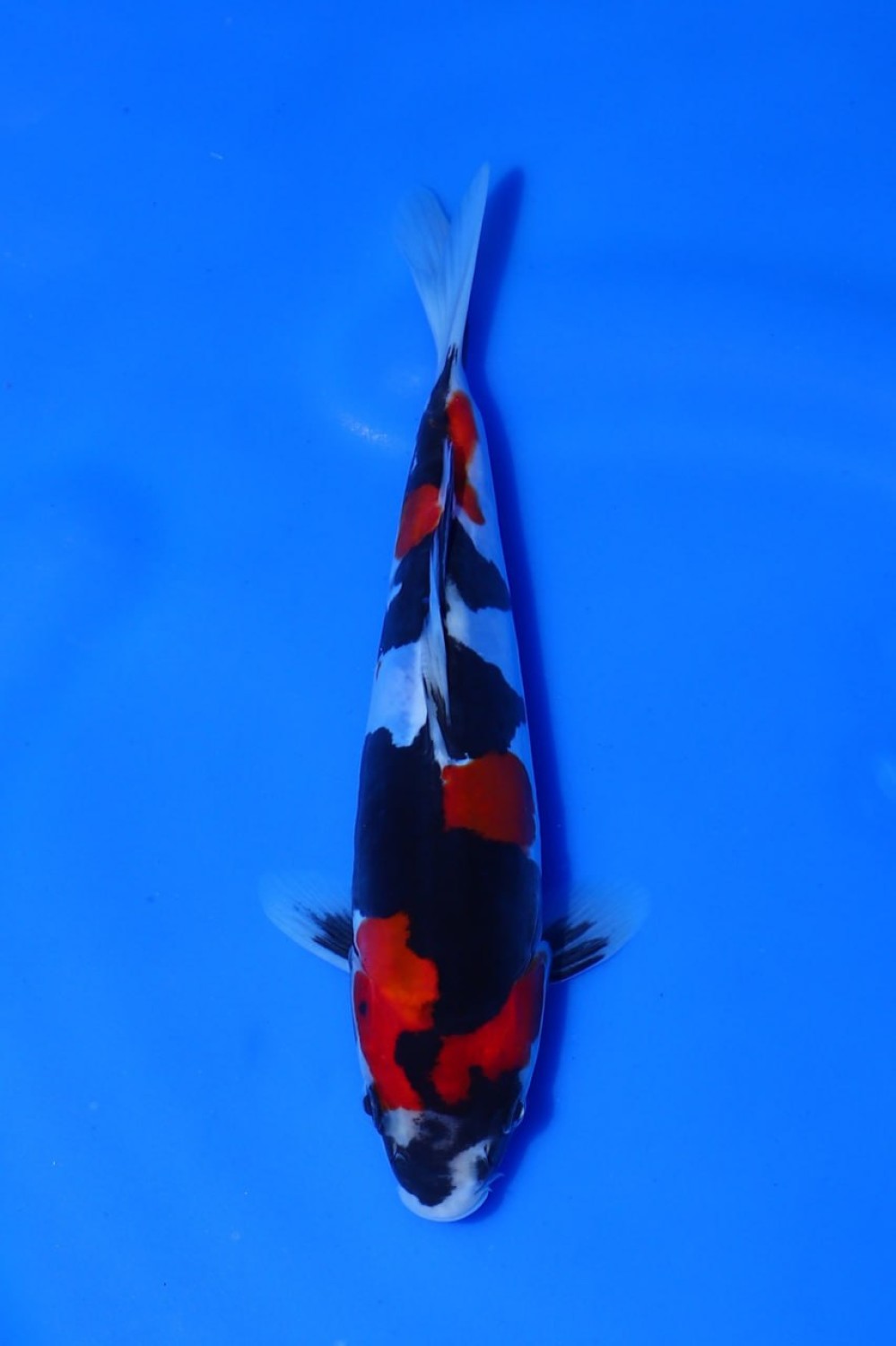 Juara 1
