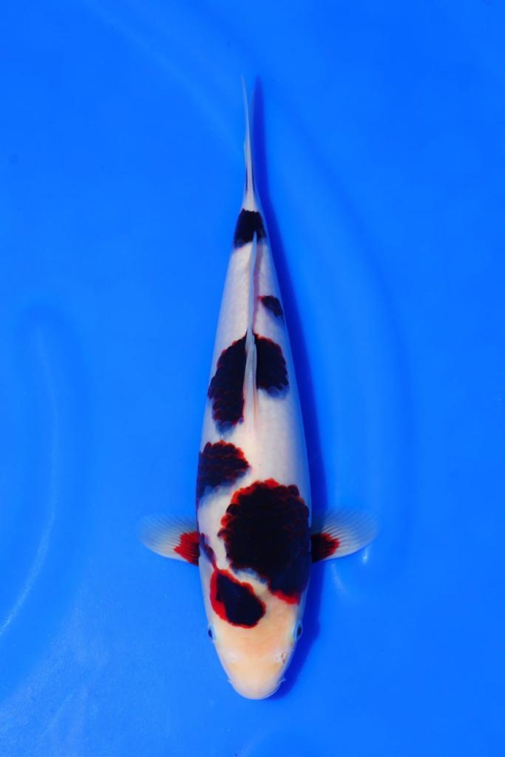 Juara 1