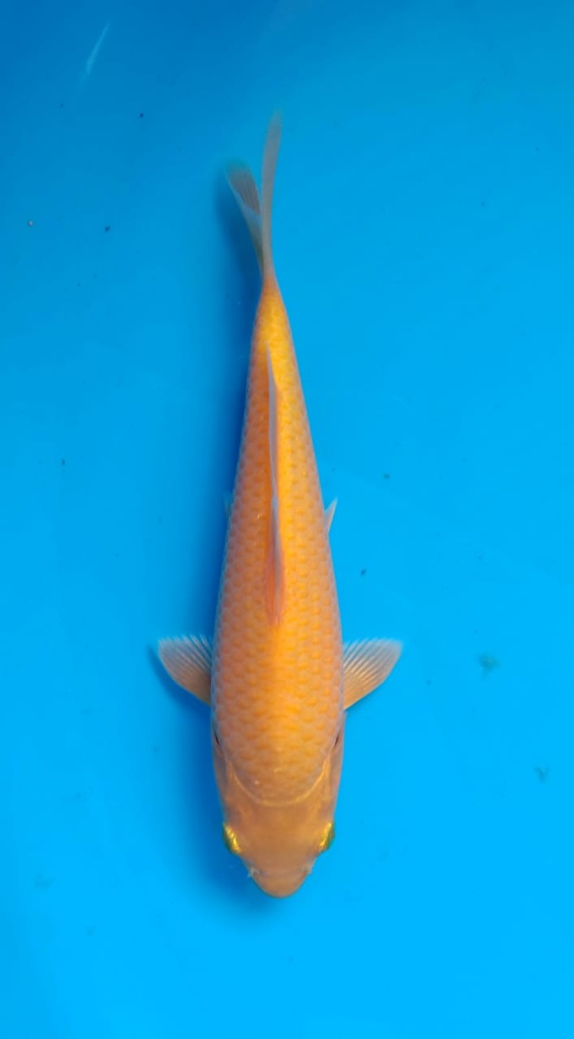 Juara 1