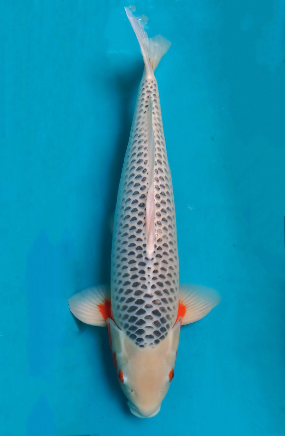 Juara 1