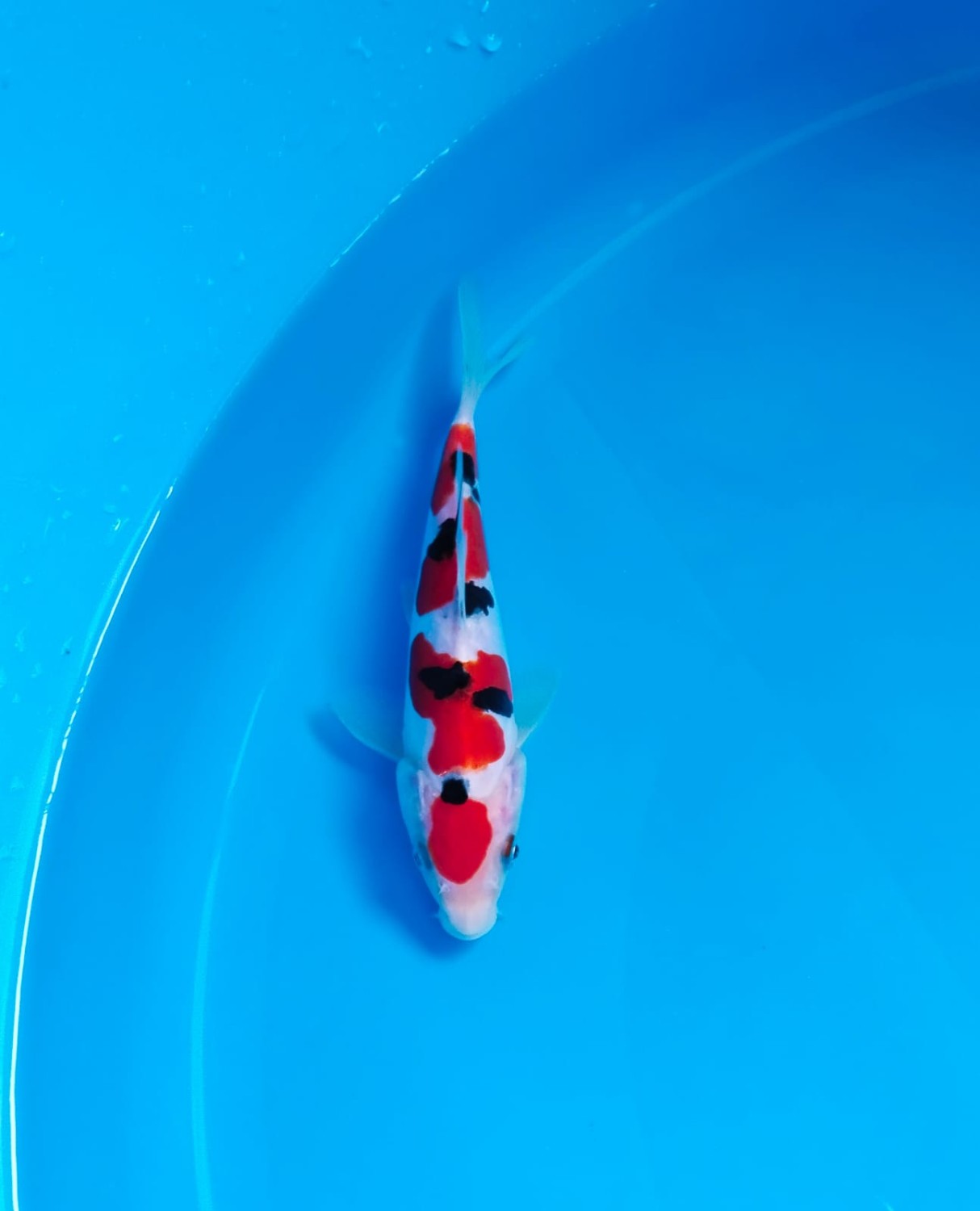 Best In Size C 13 - 15 cm