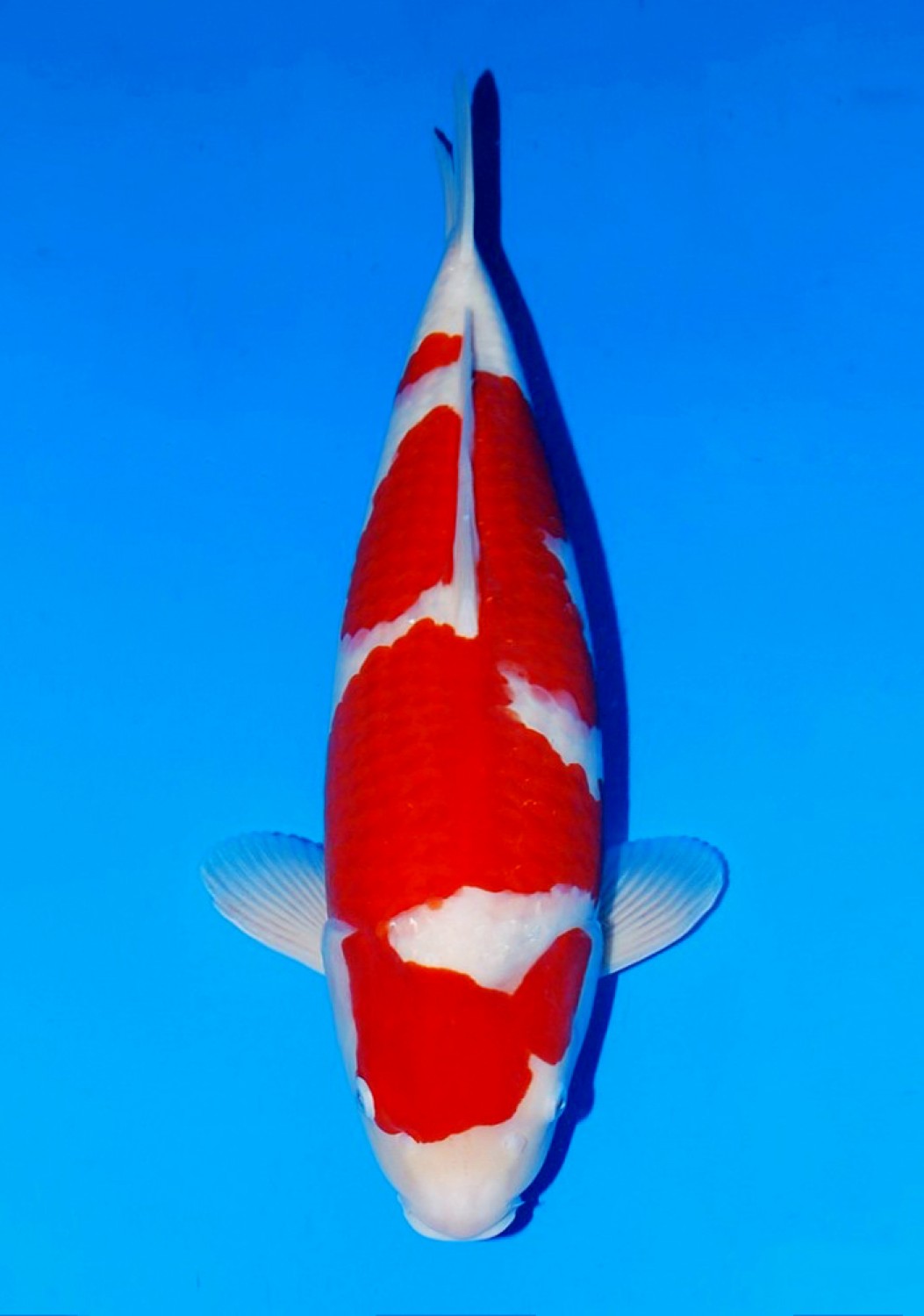 Juara 1