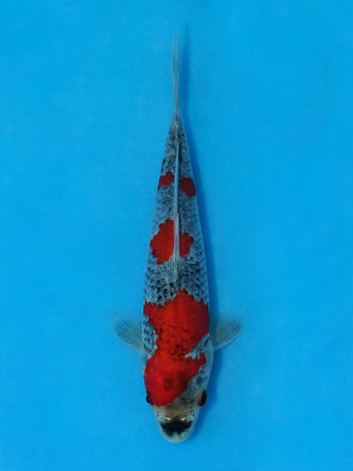 Juara 3