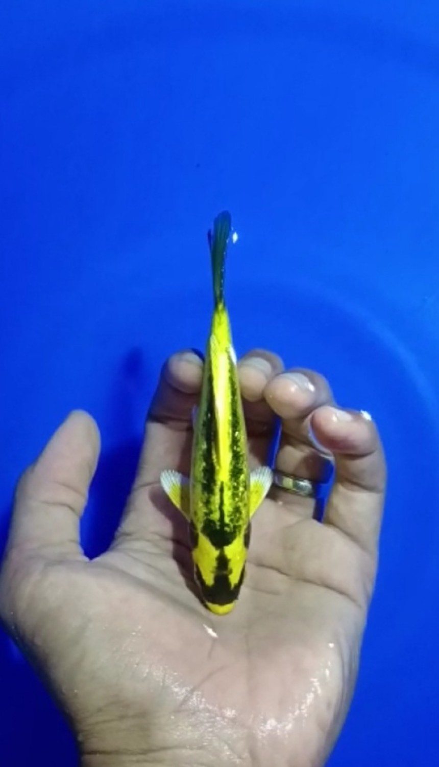 Juara 3
