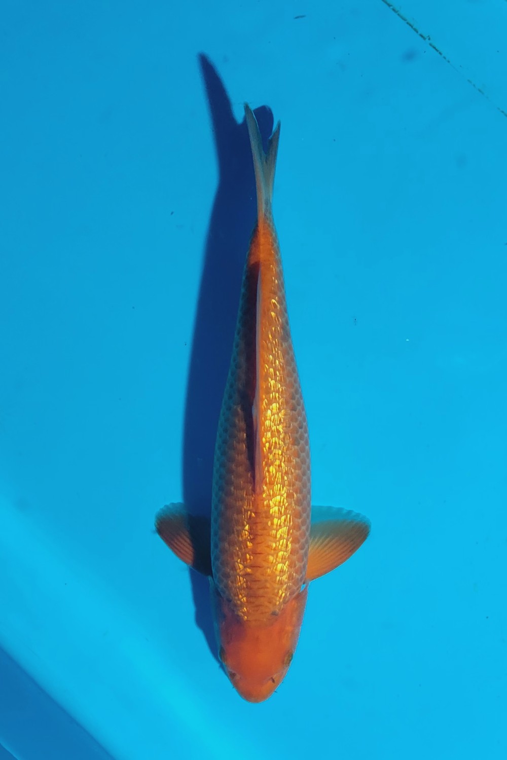 Juara 5