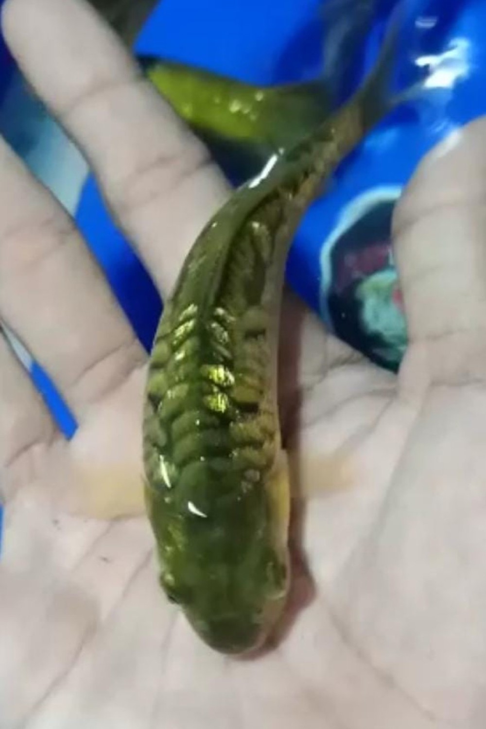 Juara 1