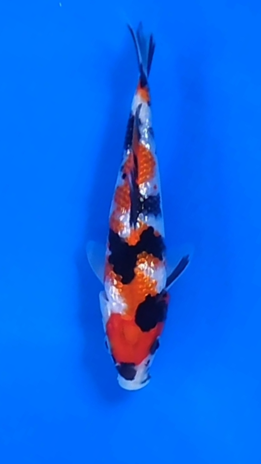 Juara 5