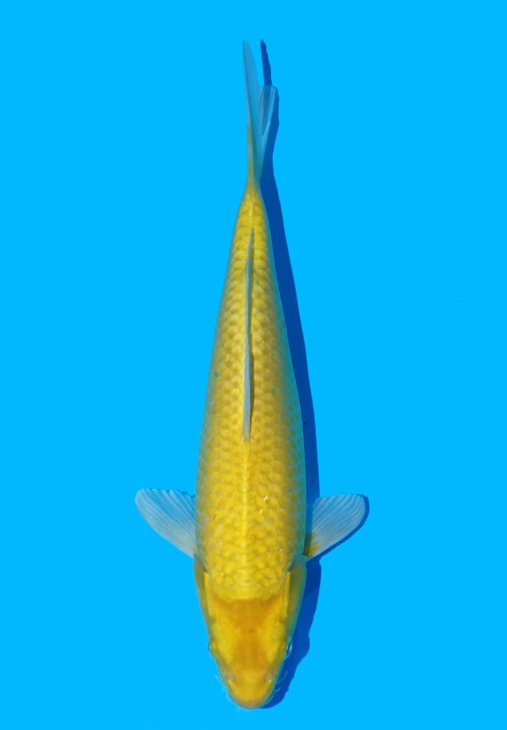 Juara 1
